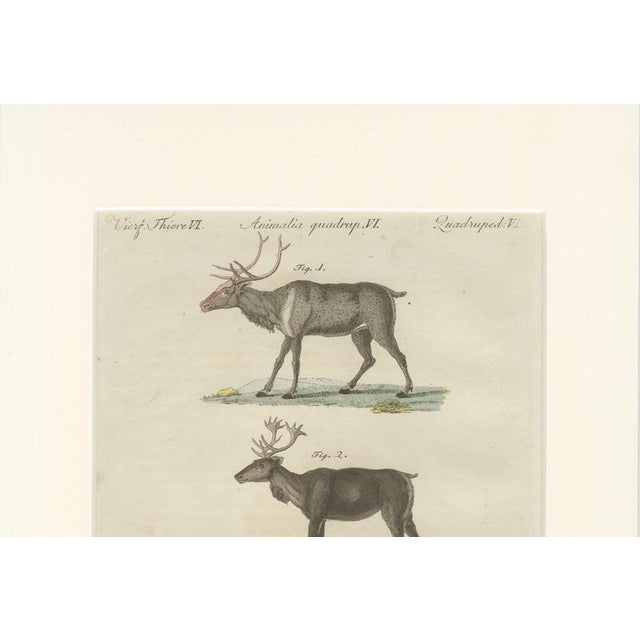 Bertuch, Reindeer & Northern Deer, 1792, Engraving For Sale - Image 9 of 10
