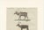 Bertuch, Reindeer & Northern Deer, 1792, Engraving For Sale - Image 9 of 10