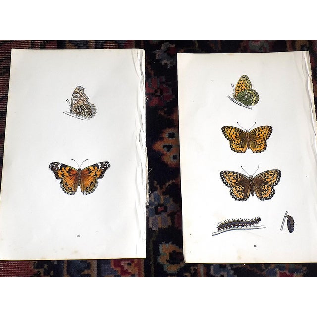Mid 19th Century Antique 19th Century Hand Colored Butterfly Lithographs - Set of 12 For Sale - Image 5 of 12