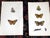 Mid 19th Century Antique 19th Century Hand Colored Butterfly Lithographs - Set of 12 For Sale - Image 5 of 12