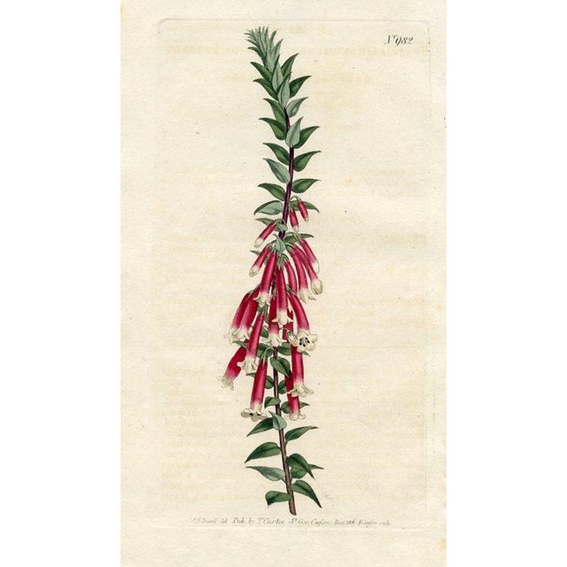 Original early-1800s hand-colored botanical print published in "Curtis's Botanical Magazine", the oldest and longest...