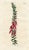 Original early-1800s hand-colored botanical print published in "Curtis's Botanical Magazine", the oldest and longest...