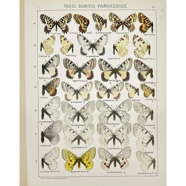 Presenting a beautiful pair of original antique chromolithographs featuring exquisitely detailed butterfly specimens....
