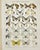 Presenting a beautiful pair of original antique chromolithographs featuring exquisitely detailed butterfly specimens....