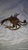 1960s Mid-Century Modern Blue Claw Crab For Sale In New York - Image 6 of 7