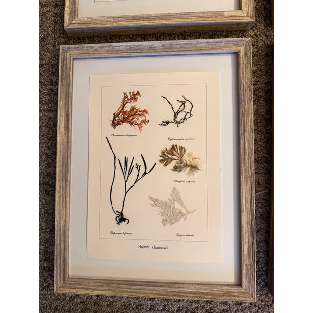 Brick Red Red Seaweed Botanical Art, Set of 4, Created With Real Seaweed Specimens, 21st Century For Sale - Image 8 of 9