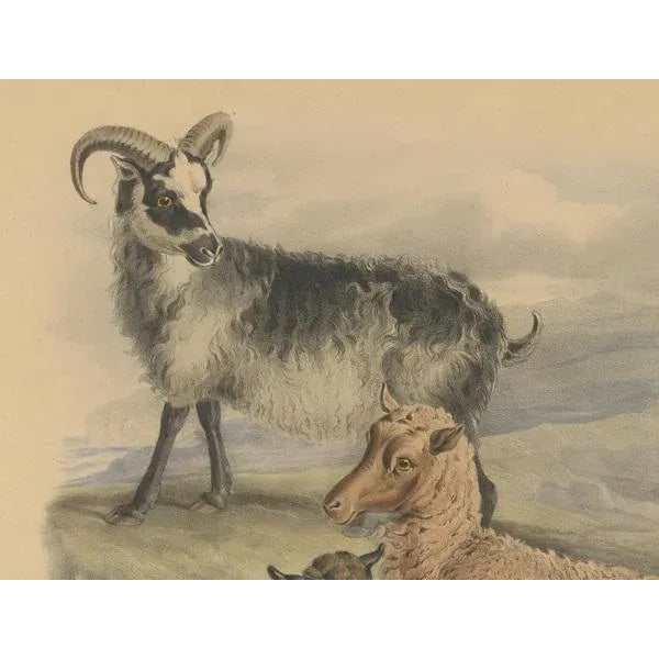 Mid 19th Century Fairland after W. Nicholson, Ewe, Ram and Lamb of the Zetland and Orkney Islands, 1842, Lithograph For Sale - Image 5 of 6