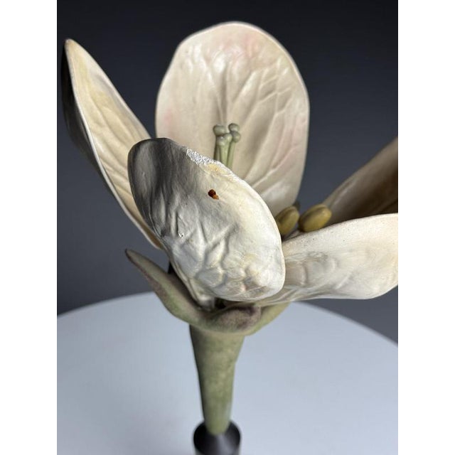 German Botanical Floral Model, 1900 For Sale - Image 4 of 18