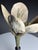 German Botanical Floral Model, 1900 For Sale - Image 4 of 18