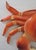 1960s 1960s Large Hanging Plastic Stone Crab Sculpture Display For Sale - Image 5 of 9