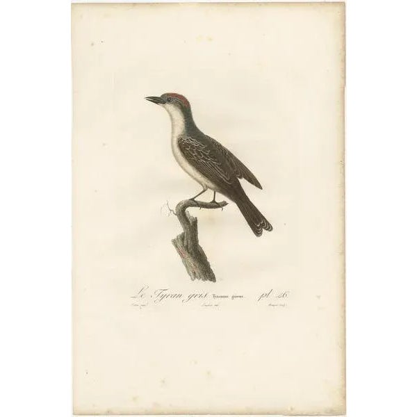 Louis Jean Pierre Vieillot, Gray Kingbird Print, Le Tyran Gris, Print For Sale - Image 3 of 6