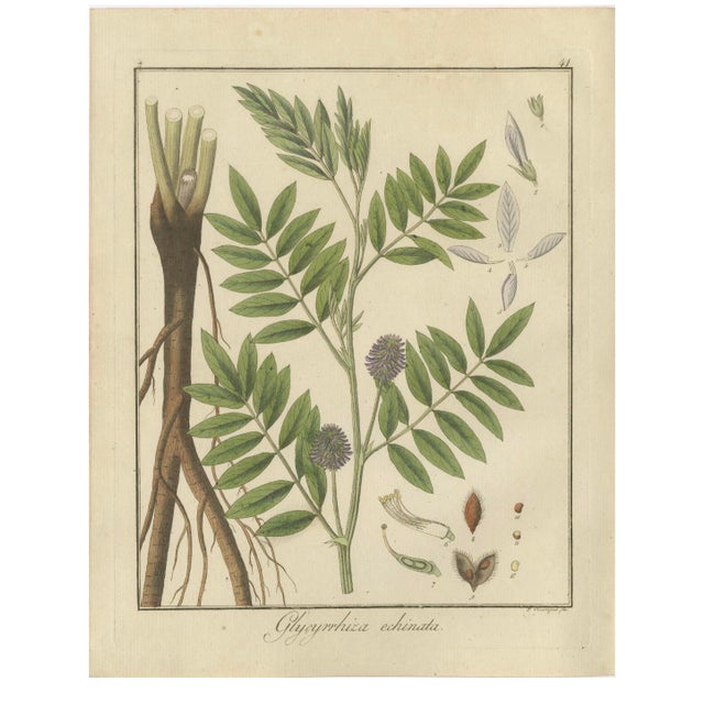 Botanical Illustrations, 1819, Paper, Set of 3 For Sale - Image 4 of 5