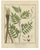 Botanical Illustrations, 1819, Paper, Set of 3 For Sale - Image 4 of 5