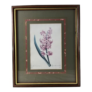 Vintage Hyacinth Botanical Print Framed For Sale