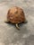 1970s Sarried Ltd. Mid Century Turtle Tortoise For Sale - Image 5 of 10