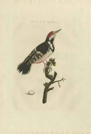 Sepp & Nozeman, Bird Illustration of the Lesser Spotted Woodpecker, 1809, Print