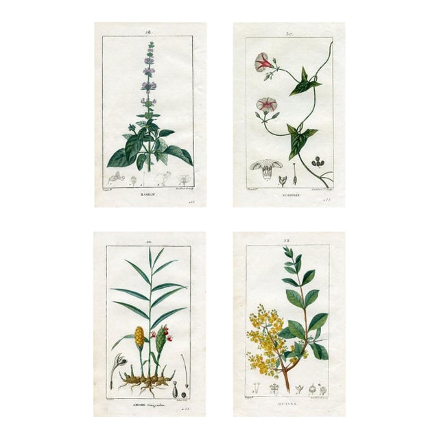 1818, Flore Medicale Prints by Pierre Turpin, Set of 4, Original Hand Colored Engravings, France For Sale