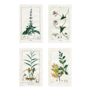 1818, Flore Medicale Prints by Pierre Turpin, Set of 4, Original Hand Colored Engravings, France