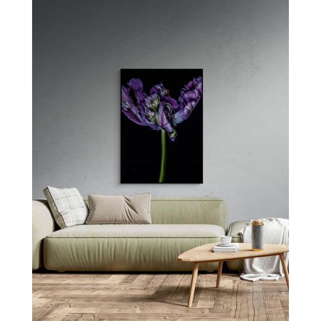 Contemporary Tulipa I by Dale Grant – Signed Limited Edition Floral Photograph | Archival Fine Art Paper Print, Unframed For Sale - Image 3 of 5