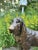 Life-Size Bronze Bloodhound Garden Statue from Christian Maas For Sale - Image 18 of 18