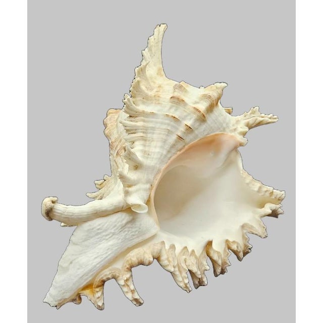 Vintage South Pacific Australian Spiny White W Pink Conch Shell 9.5" X 8" X 7" For Sale - Image 9 of 12