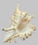 Vintage South Pacific Australian Spiny White W Pink Conch Shell 9.5" X 8" X 7" For Sale - Image 9 of 12