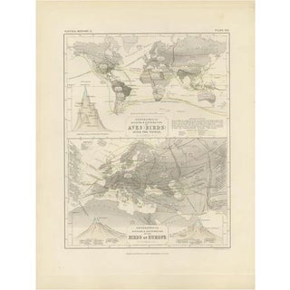Antique Map of the Division and Distribution of Birds by Johnston, 1850 For Sale