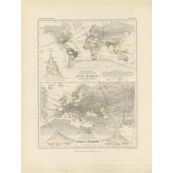 Antique Map of the Division and Distribution of Birds by Johnston, 1850 For Sale