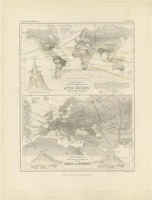 Antique Map of the Division and Distribution of Birds by Johnston, 1850