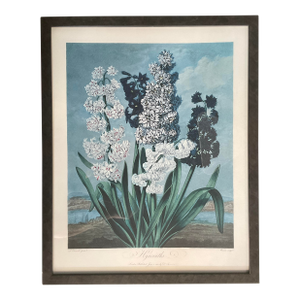 Framed Botanical Print From Dr. Robert Thornton's Temple of Flora (1812) "Hyacinths"