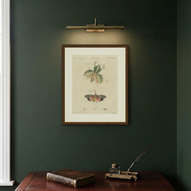 Bertuch, Walking Leaf and Chinese Lantern Fly, 1805, Print For Sale - Image 10 of 12