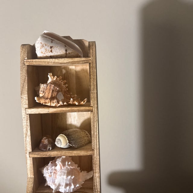Multi-Tier Stained Wood Shelf With Natural Conch and Murex Shells For Sale - Image 4 of 12