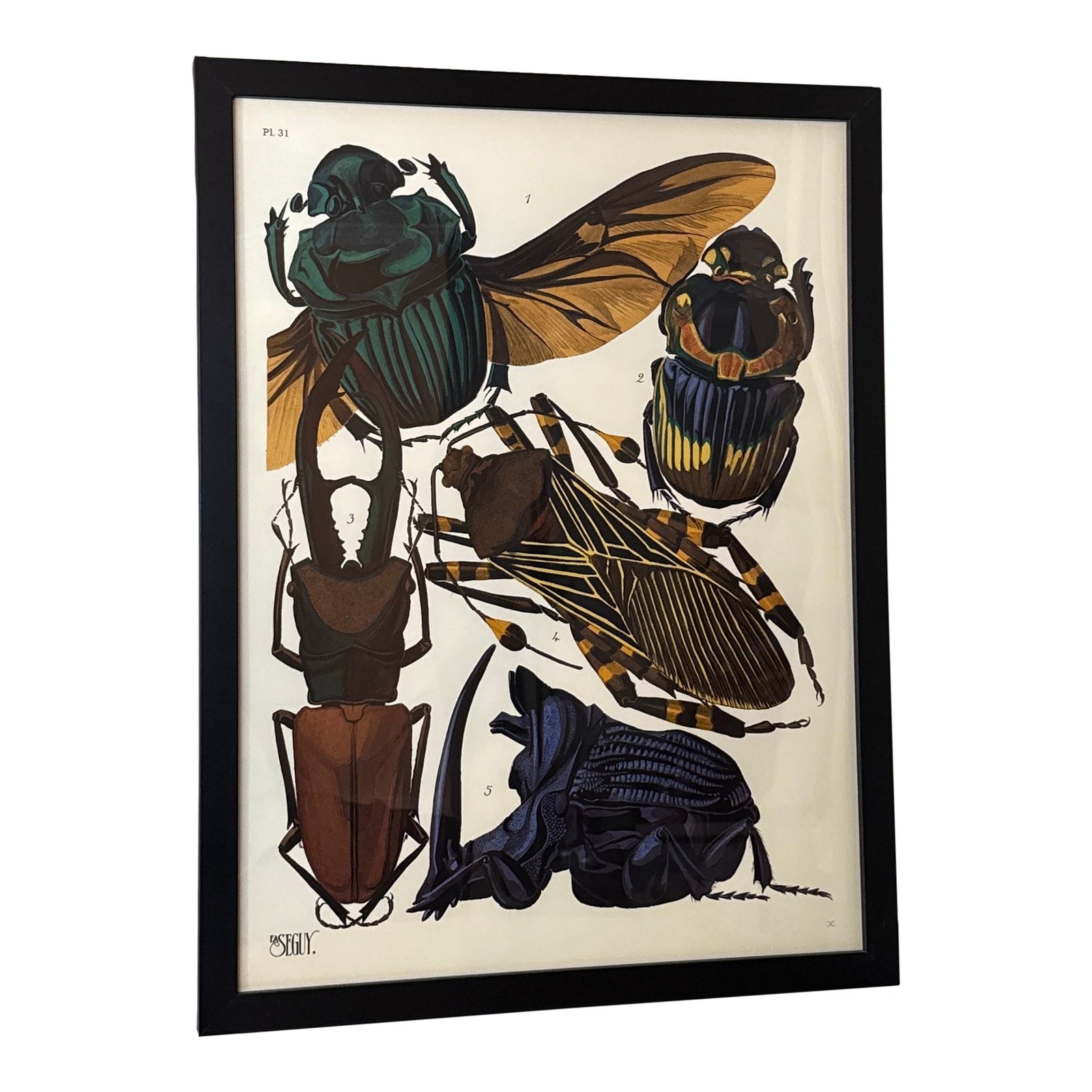 Insects Beatle Giclee Print After Emile-Allain Seguy- Framed | Chairish