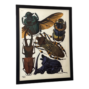 Insects Beatle Giclee Print After Emile-Allain Seguy- Framed