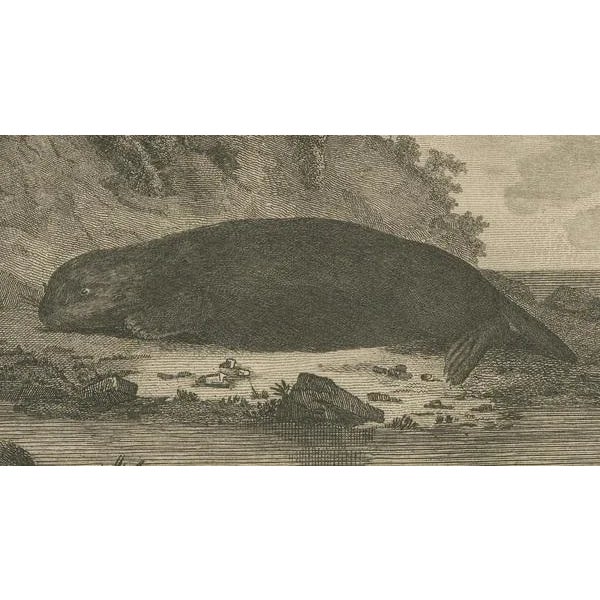 W. Grainger, Sea Otter of Nootka Sound in British Columbia, Canada, 1801, Print For Sale - Image 4 of 7