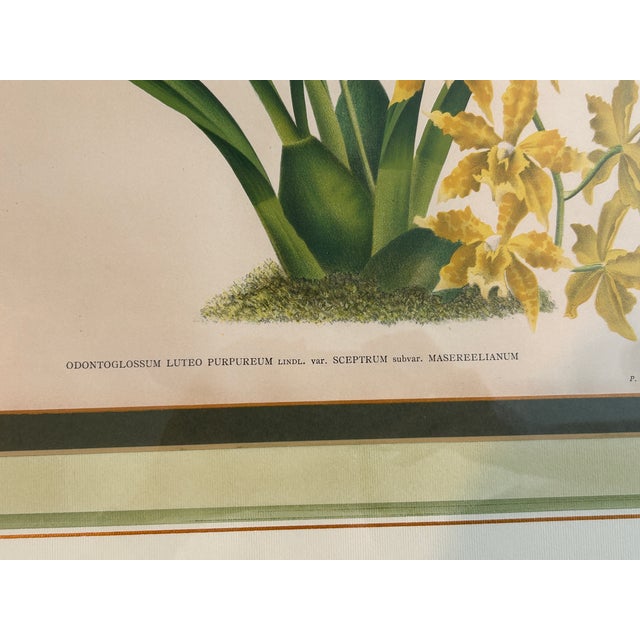 A. Goossens 1890 Antique Botanical Color Lithograph Odonotoglossum Luteo Purpueum For Sale In New York - Image 6 of 7