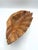 Hand Carved Wood Shell Bowl, Coastal Organic Decorative Catchall For Sale In Philadelphia - Image 6 of 7