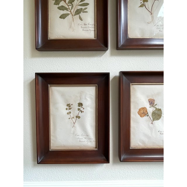 Antique Swedish Herbarium - Labiatae, Circa Late 19th Century For Sale - Image 4 of 5