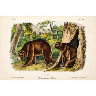 Cinnamon Bear Octavo Lithograph by John James Audubon, 1842 For Sale
