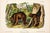 Cinnamon Bear Octavo Lithograph by John James Audubon, 1842 For Sale