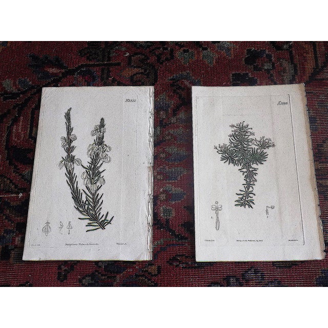 This set of tnine (9) authentic antique early 1800's botanical copperplate engravings from William Curtis Botanical...