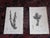 This set of tnine (9) authentic antique early 1800's botanical copperplate engravings from William Curtis Botanical...