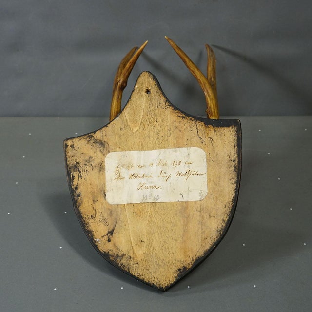 Wood Antique Black Forest Sika Deer Trophy on Black Plaque - Salem Germany 1878 For Sale - Image 7 of 7