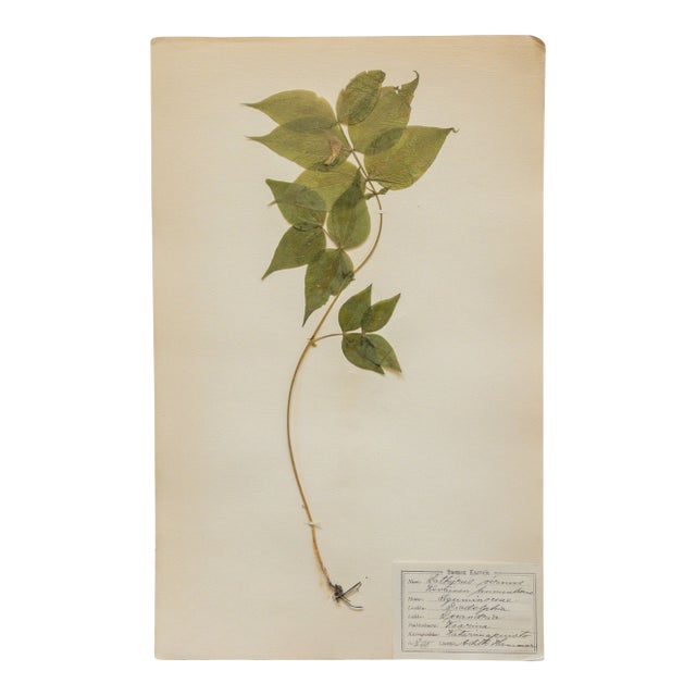 Antique Swedish Herbarium - Spring Pea, Circa 1908 For Sale