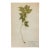 Antique Swedish Herbarium - Spring Pea, Circa 1908 For Sale