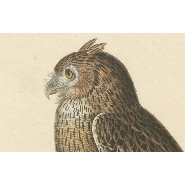 Leschenaults Owl, 1838, Paper For Sale - Image 4 of 6