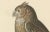 Leschenaults Owl, 1838, Paper For Sale - Image 4 of 6