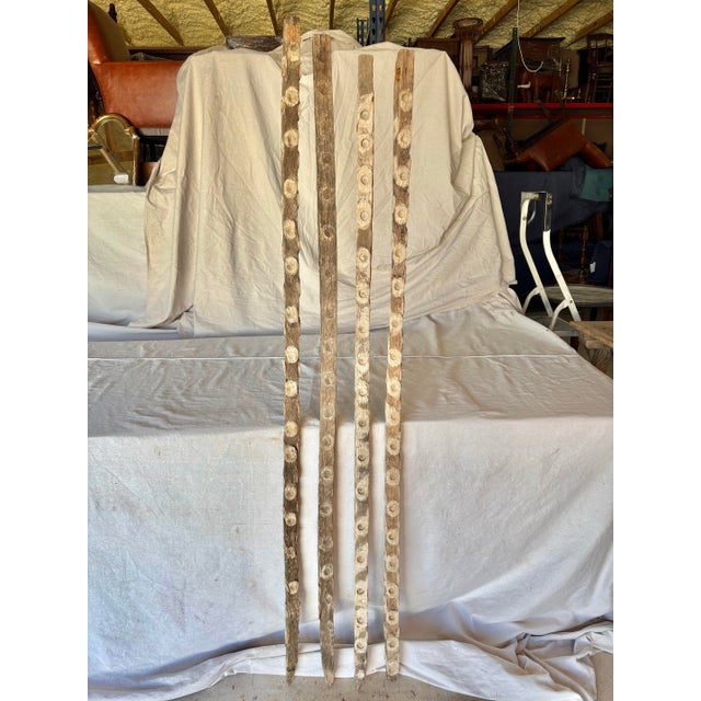 Wood oyster sticks were used by oyster farmers in the South of France to cultivate oysters. The poles were attached to...