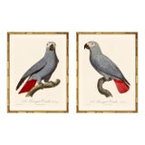Barraband Parrots – African Grey Parrots (Set of 2), Framed in Bronze Bamboo For Sale