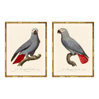 Barraband Parrots – African Grey Parrots (Set of 2), Framed in Bronze Bamboo For Sale
